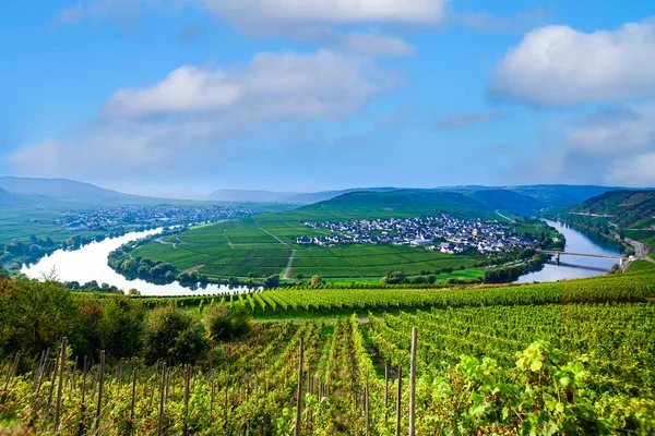 Słynna Moselle Sinuosity Trittenheim Niemcy — Zdjęcie stockowe
