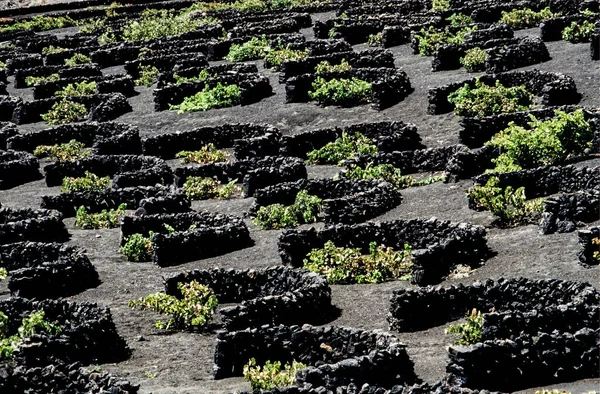 Geria Landschap Lanzarote Wijnbouw Wijngaarden Vulkanische Produceren Malvasia Witte Wijn — Stockfoto