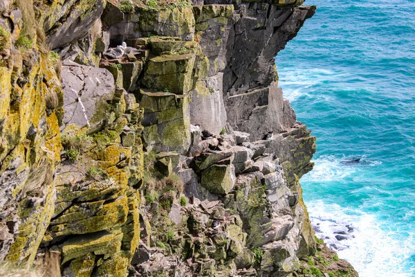 冰岛西部峡湾的风景如画 在Latrabjarg悬崖上筑巢的大西洋鸟类陡峭的悬崖和汹涌的海浪 — 图库照片