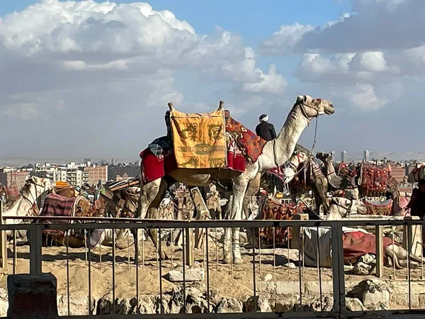Cairo Egito Julho 2023 Cavaleiro Camelo Oferece Passeios Com Seu — Fotografia de Stock