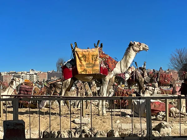 Jeździec Wielbłądów Oferuje Turystom Transport Wielbłądów Piramidach Gizeh Kairze Egipt — Zdjęcie stockowe