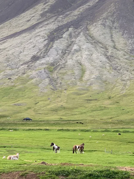 Pâturage Des Moutons Des Chevaux Dans Prairie Verte Islande — Photo