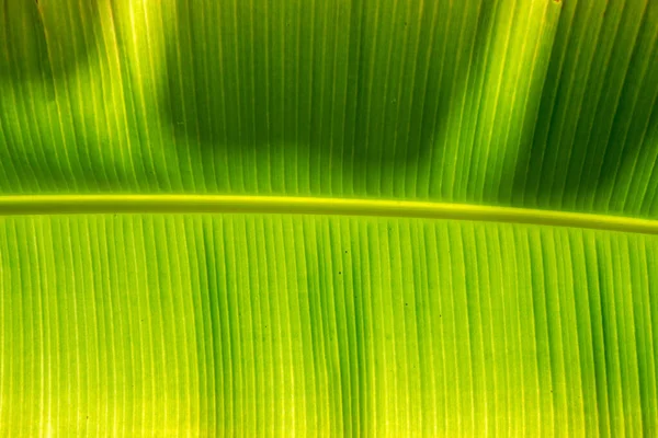 集中的な色の緑のヤシの葉の細部 — ストック写真