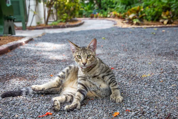 Kot Domowy Ogrodzie Ernesta Hemmingwaya Key West Ernest Hemingway Mieszkał — Zdjęcie stockowe