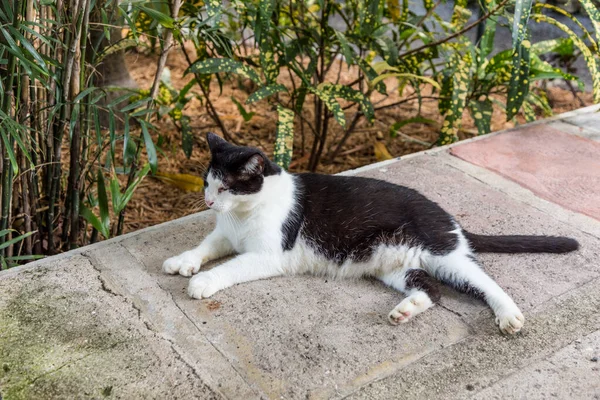 Kot Domowy Ogrodzie Ernesta Hemmingwaya Key West Ernest Hemingway Mieszkał — Zdjęcie stockowe