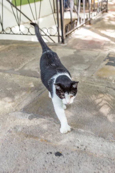 Gato Doméstico Jardín Ernest Hemmingway Key West Ernest Hemingway Vivió — Foto de Stock
