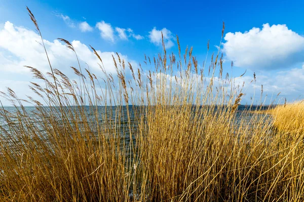 Reed Grass Clear Blue Sky Backwater Sea Usedom — Stock Photo, Image