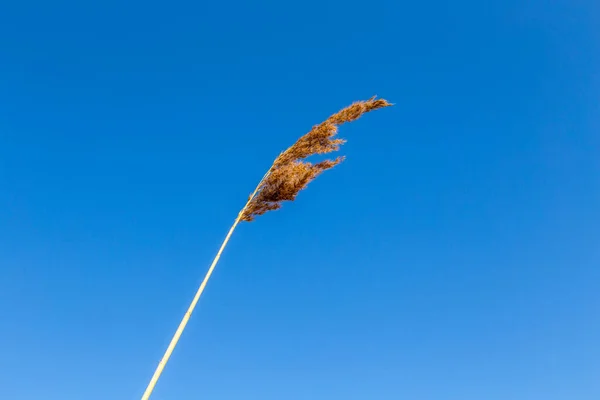 Reeds Grass Clear Blue Sky — Stock Photo, Image
