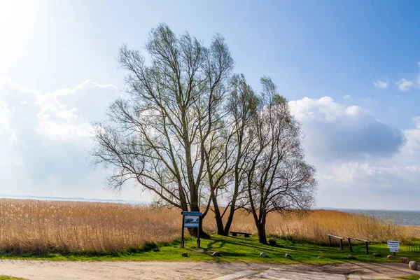 在Zempin的稻草人面前 美丽的桦树 — 图库照片