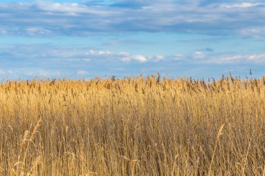 kırsal peyzaj alanları ve Usedom ağaçlarda mavi gökyüzü altında