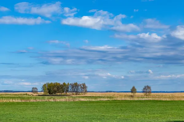Paesaggio Panoramico Retrostante Con Canneti Alberi Usedom Mare Baltico Germania — Foto Stock