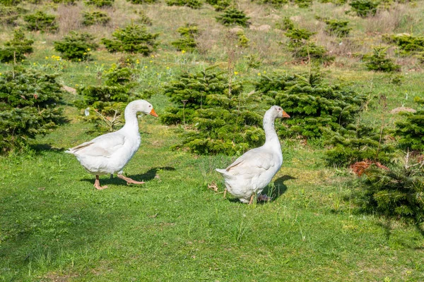 Goose Walking Wildflower Meadow Usedom — Stock Photo, Image