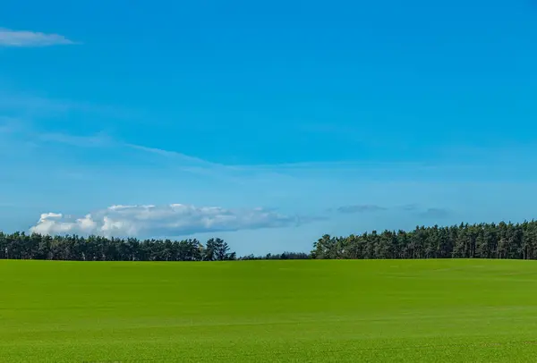 德国Usedom岛的农田和森林的农业景观 — 图库照片