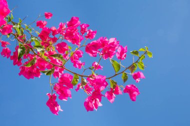 açık mavi gökyüzü altında tropik yaz sembolü olarak kırmızı Bougainvillea 'nın arkaplanı