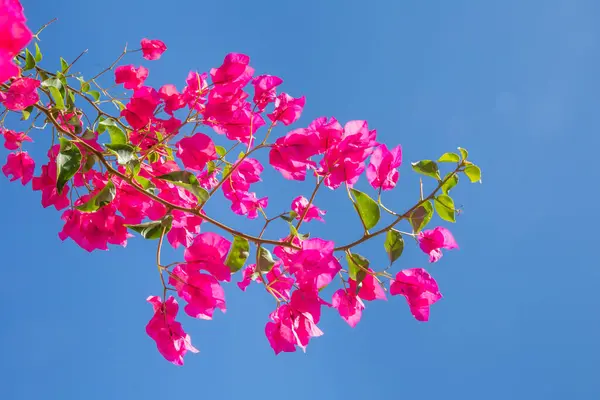 Background Red Bougainvillea Clear Blue Sky Tropical Summer Symbol — Stock Photo, Image