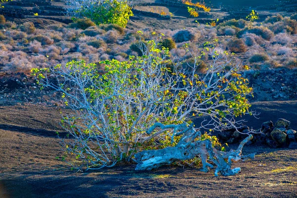 Arbusto Luz Manhã Cresce Solo Vulcânico Parque Nacional Timanfaya Lanzarote — Fotografia de Stock