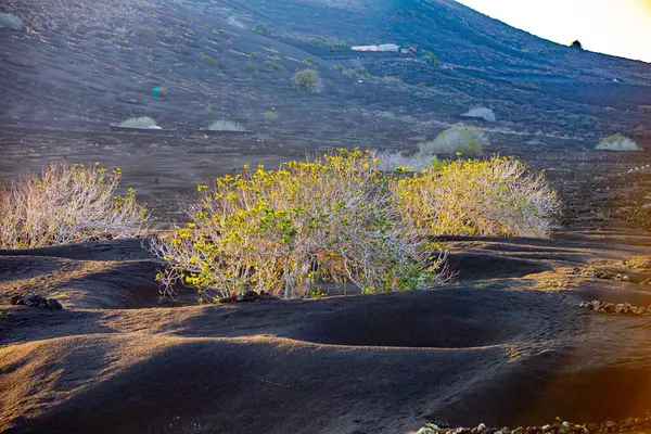 Crece Suelo Volcánico Del Parque Nacional Timanfaya Lanzarote España —  Fotos de Stock