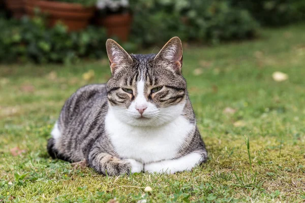 Kedi Çim Üzerinde Yatıyor Ileri Bakıyor — Stok fotoğraf