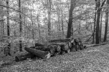 Akçaağaç ağaçları Hindistan yazında sarı ve yeşil yapraklarla taçlandırılır.