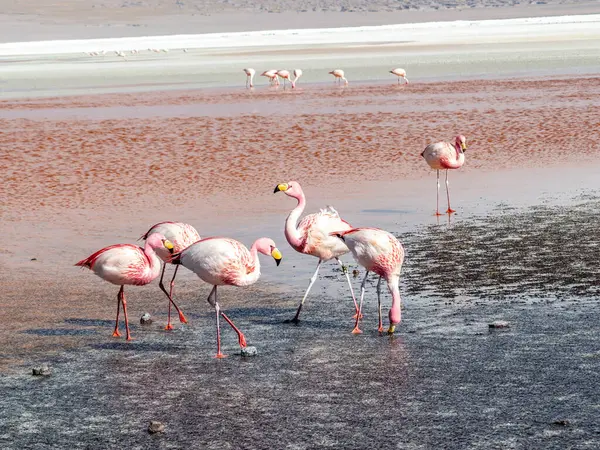 Pink Flamingos Wild Nature Bolivia Eduardo Avaroa National Park South — Stock Photo, Image