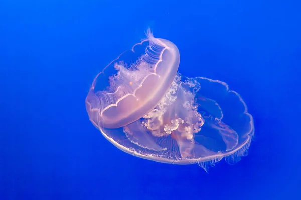 Transparent Jelly Fish Deap Blue Sea — Stock Photo, Image