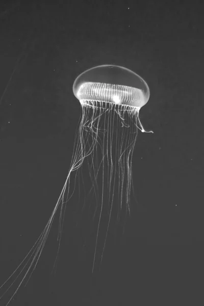 transparent jelly fish in the deep dark blue sea