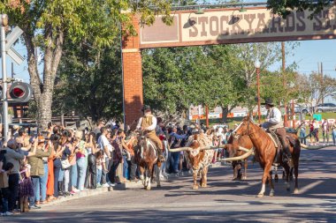 Fort Worth, Teksas - 4 Kasım 2023 Fort Worth Stockyard 'da at sırtında kovboylar eşliğinde yürüyen bir sığır sürüsü.