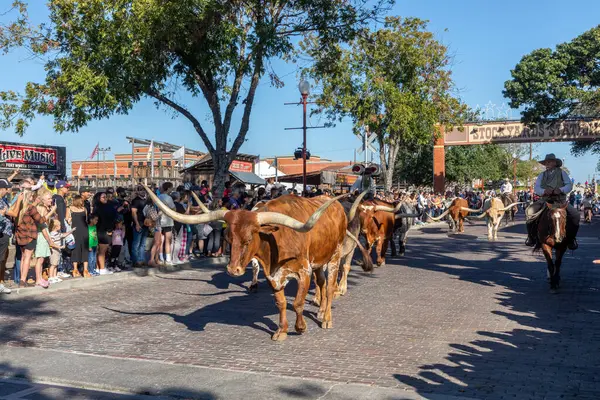 Fort Worth Texas November 2023 Herd Cattle Parading Fort Worth — Stock Photo, Image