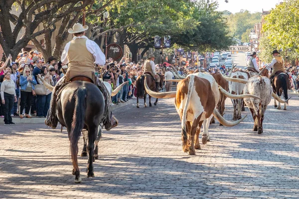 Fort Worth, Teksas - 4 Kasım 2023 Fort Worth Stockyard 'da at sırtında kovboylar eşliğinde yürüyen bir sığır sürüsü.