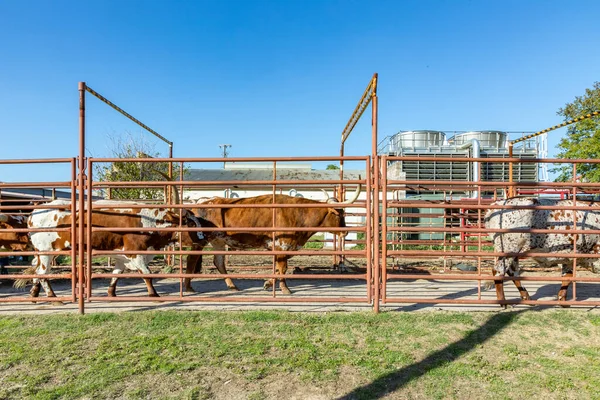 Cattle Metal Cage Direction Stable Fort Worth Stock Yard Usa — Stock Photo, Image