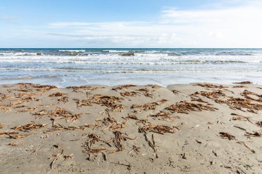 Galveston, Teksas, ABD 'de deniz kenarına sürüklenen bitkilerle dolu gelgit sahili, Teksas, ABD