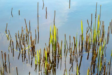 Baltık Denizi 'nin durgun sularındaki sazlıkların ayrıntıları harmonik durgun yaşam arka planı olarak kullanılıyor.