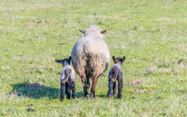 Koyun ve kuzu sürüsüyle bahar otlağı