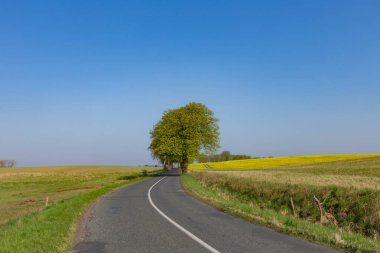 Arabasız Usedom 'daki ağaç sokak