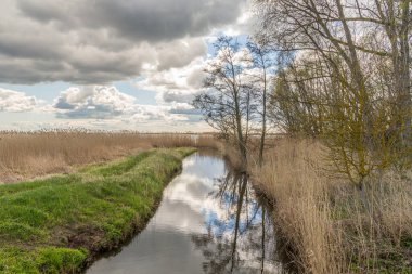 Almanya 'nın Usedom kentindeki durgun su bölgesinde küçük dereli ve sazlı çim manzarası