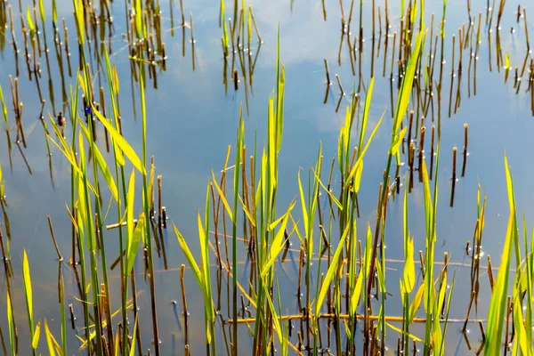 Detail Reed Grass Backwater Baltic Sea Usedom Harmonic Stillife Background — Stock Photo, Image