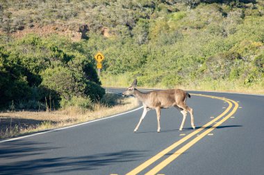 geyik San Francisco, ABD yakınlarındaki küçük bir yoldan geçiyor