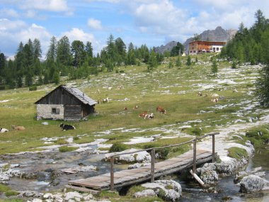 Dolomitlerin ve yeşil manzaranın manzarası Alplerdeki çayırlarda dinlenen ineklerle dolu.