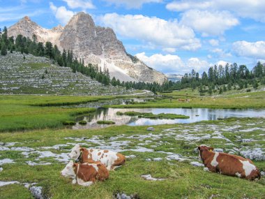 Dolomitlerin ve yeşil manzaranın manzarası Alplerdeki çayırlarda dinlenen ineklerle dolu.