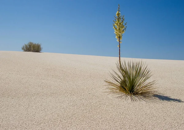 Kaktüs çiçekli manzaralı çöl. Kum tepecikli, New Mexico, ABD