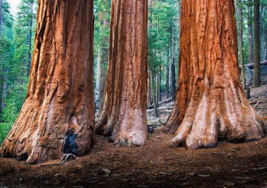 ABD 'deki ulusal parkta üç dev sekoya ağacı.