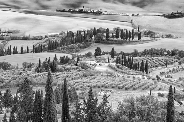 Malowniczy Krajobraz Toskanii Polami Farmą Cyprysowymi Uliczkami Malowniczym Niebem Włoszech — Zdjęcie stockowe
