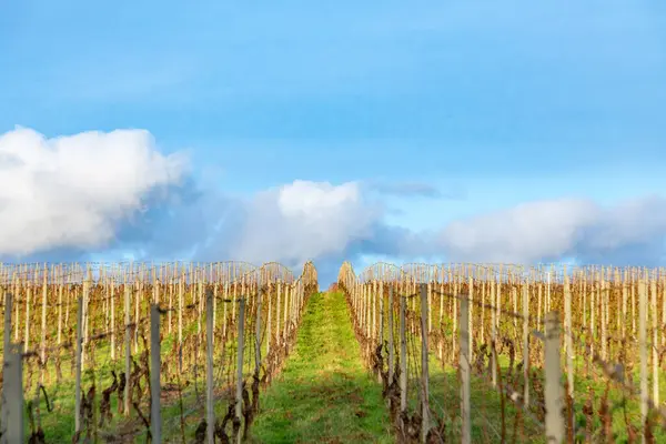 Wijngaard Winter Met Kleine Druiven Onder Blauwe Hemel — Stockfoto