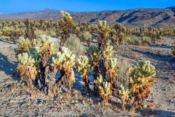 Mojave Çölü 'ndeki Joshua ağacı ulusal parkında Cholla Kaktüs Bahçesi