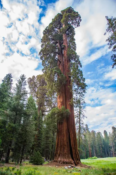 Mare Mare Mare Frumosul Parc Național Sequoia Sua — Fotografie, imagine de stoc