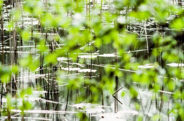 armonik yapıda suya yansıyan sazlığın arkaplanı ve ön planda bulanık yeşil bitki noktaları