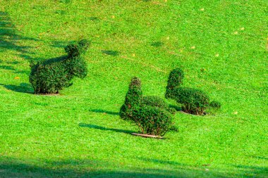Ayutthaya, Tayland 'daki Bang Pa-In parkında tavşan şeklinde kesilmiş çalılar.