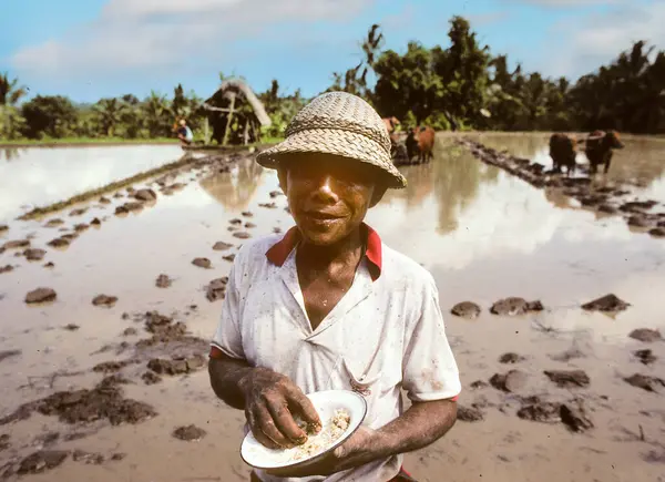 1999年6月30日 印度尼西亚提尔塔冈加 印度尼西亚提尔塔冈加稻田的农民吃饭 巴厘岛最重要的农业植物稻田 — 图库照片