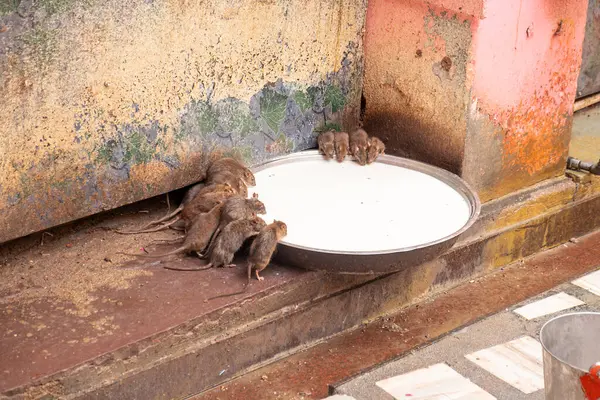 在印度Bikaner附近的Deshnoke老鼠庙的Karni Mata 老鼠喝着它们提供的牛奶 这些老鼠被认为是卡尔尼 玛塔的男婴的转世 在寺庙里受到崇敬 — 图库照片