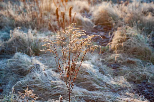 Zamrożone Rośliny Łące Podświetleniem Okresie Zimowym — Zdjęcie stockowe